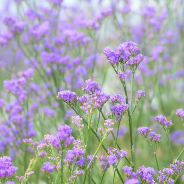 Close-up of a field with numerous small, light purple flowers on thin green stems, creating a soft and delicate scene.