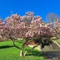 A Magnolia 'Alba Superba' 10" Pot stands beside a path, its pink blossoms striking against the clear blue sky and green grass on a sunny day.