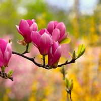 Close-up of a branch with several pink magnolia flowers in bloom, set against a background of blurred greenery and yellow flowers.