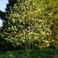 A blooming tree with white flowers stands in a lush garden, surrounded by greenery and other plants.
