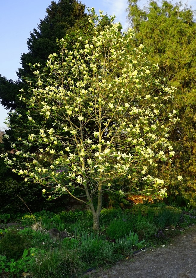 A blooming tree with white flowers stands in a lush garden, surrounded by greenery and other plants.