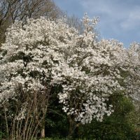 A stunning Magnolia 'Wada's Memory' 8" Pot tree in full bloom with numerous white flowers, surrounded by other green foliage and trees, under a partly cloudy sky.