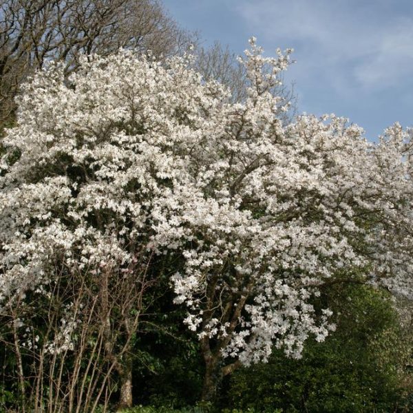 A stunning Magnolia 'Wada's Memory' 8" Pot tree in full bloom with numerous white flowers, surrounded by other green foliage and trees, under a partly cloudy sky.