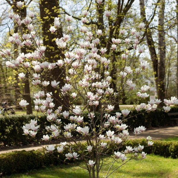A blooming magnolia tree with white flowers stands in a green garden, complemented by tall trees in the background. This beauty, known as Magnolia 'Dolly Horn' 13" Pot, thrives magnificently in its 13" pot.