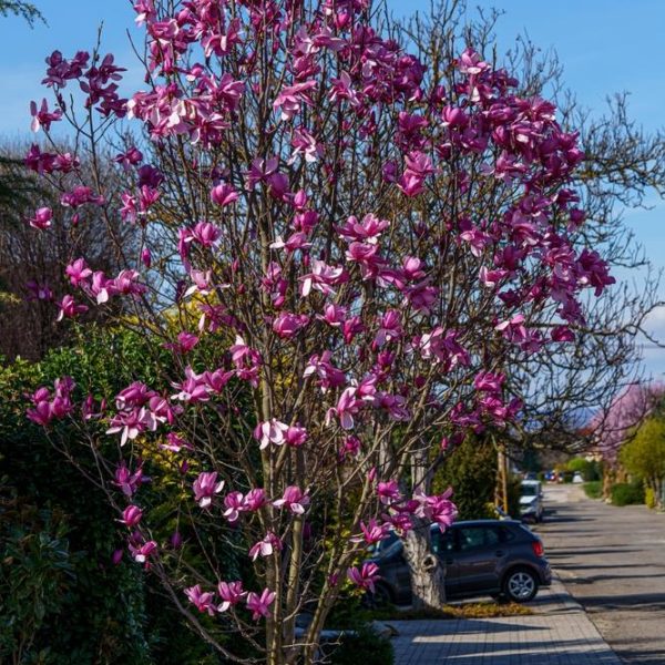 A tree with pink blossoms stands by a sidewalk with parked cars and houses in the background.