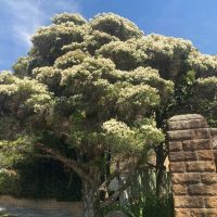 A large tree with abundant small white flowers is shown against a clear blue sky. A stone structure is partially visible to the right.