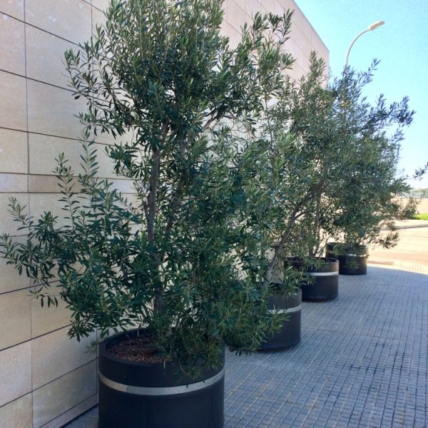 Three potted olive trees lined up along a tiled outdoor walkway adjacent to a stone wall.