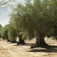A row of mature olive trees stands in a dry, sandy field under a partly cloudy sky.