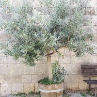 Potted olive tree next to a wooden bench against a stone wall.