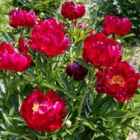 A cluster of deep red peony flowers in full bloom with lush green foliage.