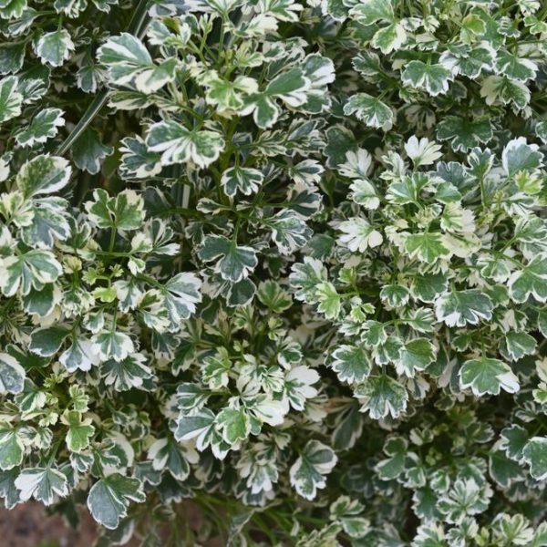 Close-up of lush foliage from a plant with green and white variegated leaves.