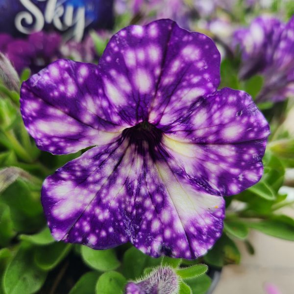 Close-up of a purple petunia with white speckles, set among green leaves and Anigozathos 'King's Park Federation Flame™' Kangaroo Paw 15cm Pot blooms in the background.