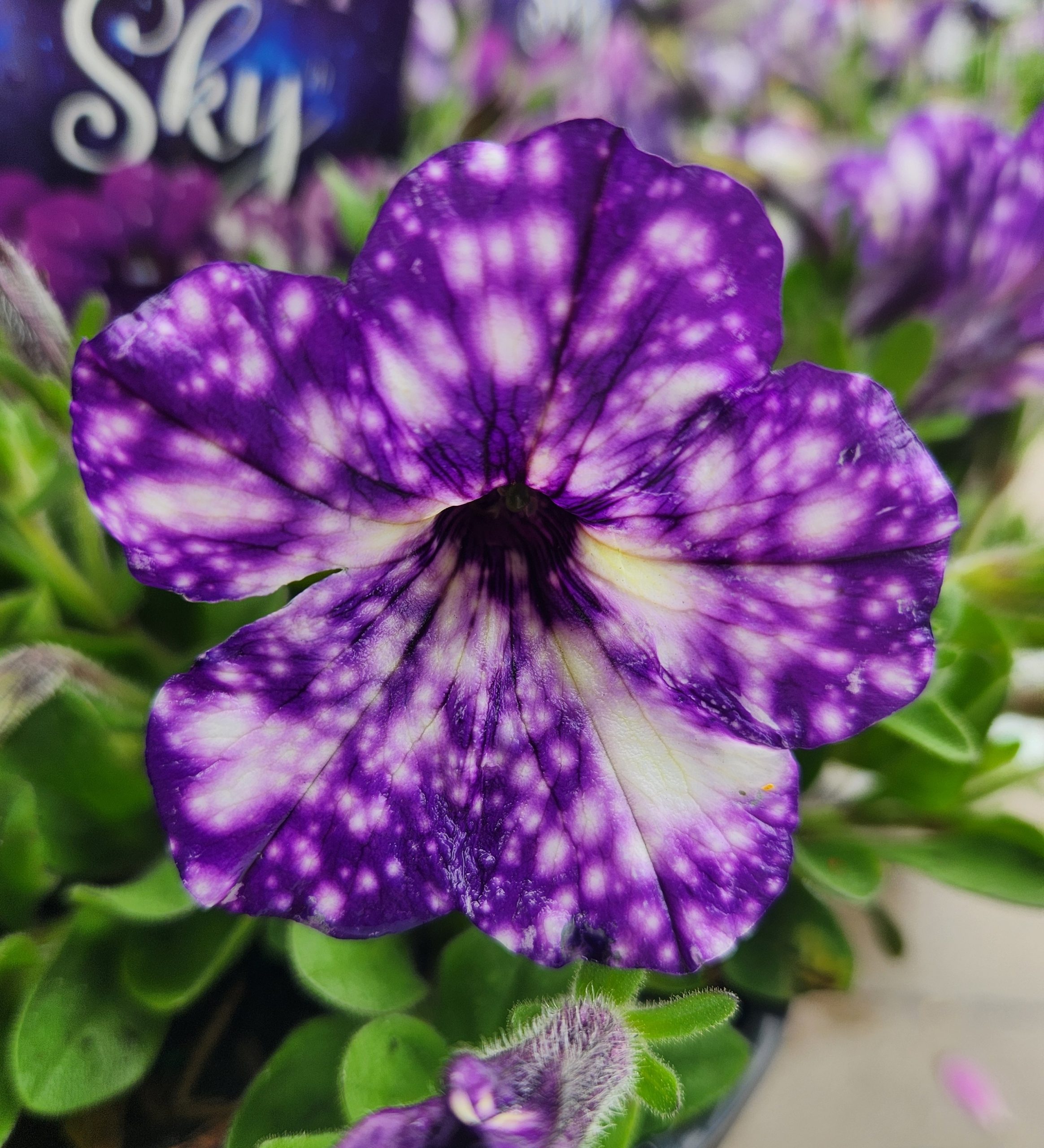 Close-up of a purple petunia with white speckles, set among green leaves and Anigozathos 'King's Park Federation Flame™' Kangaroo Paw 15cm Pot blooms in the background.