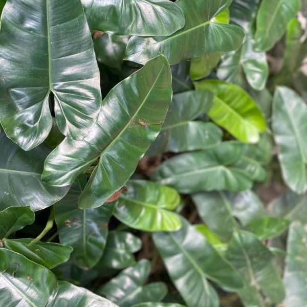 Close-up image of large, glossy green leaves on a tropical plant. The dense arrangement of the leaves creates a lush, vibrant green backdrop, almost like nature's version of an AUTO-DRAFT.