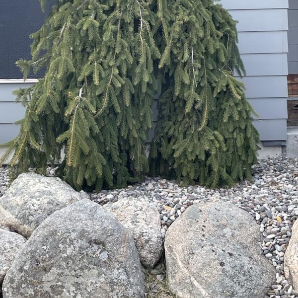 A Picea 'Norway Spruce' (Weeping) 24" Pot, with its drooping branches, is surrounded by rocks and mulch in front of a gray building with horizontal siding.