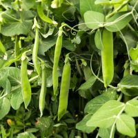 Close-up of green pea pods hanging from a Pisum 'Garden Pea' 4" Pot, surrounded by green leaves and tendrils.