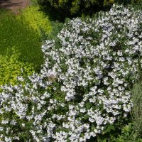 A dense cluster of white flowers in full bloom within an 8" pot of Prostanthera 'Alpine' Mint Bush, surrounded by various green foliage in a garden setting.