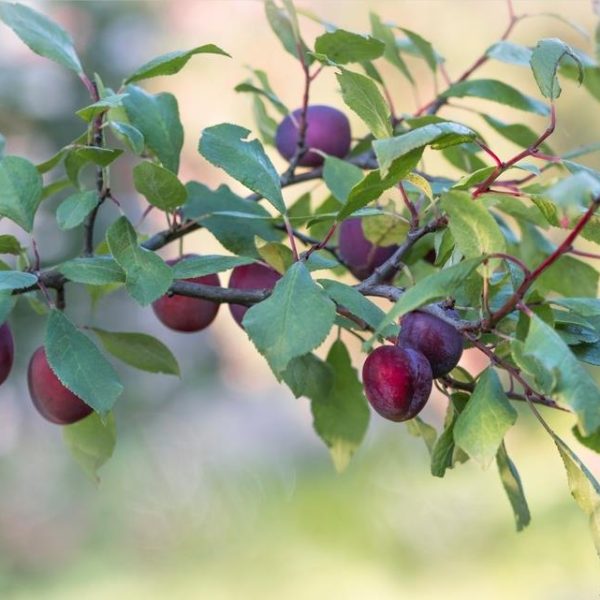 A branch with green leaves and clusters of ripe, red-purple plums hanging against a blurred background.