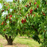 Cherry trees laden with ripe red cherries stand in an orchard. The ground is covered with grass and some patches of soil.