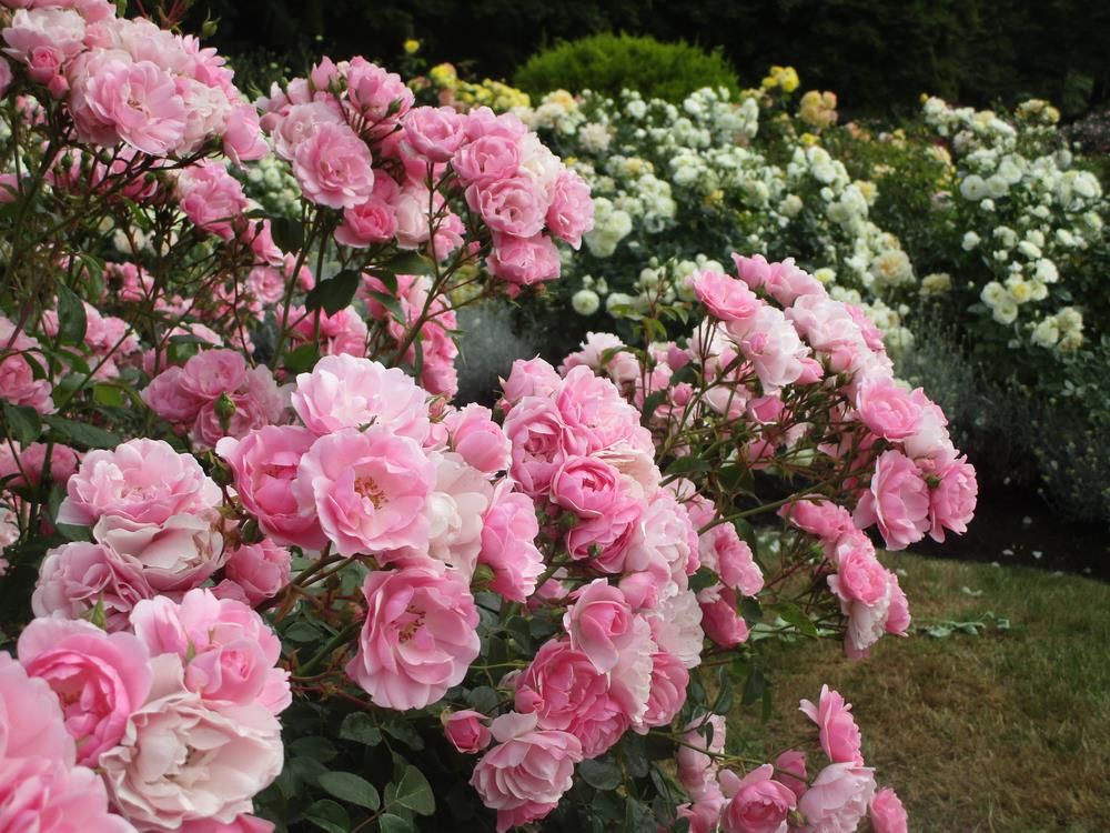 A garden with numerous pink and white rose bushes in full bloom. Green foliage and grass are visible in the background.