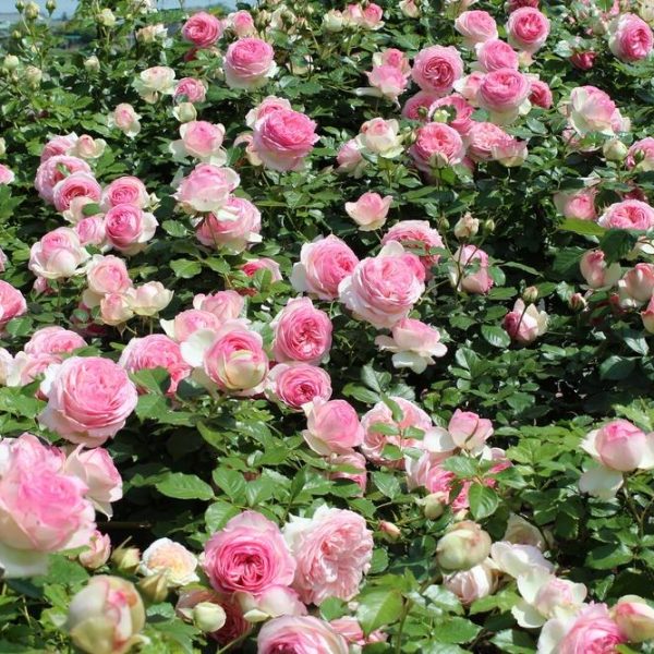 A dense bush covered in numerous pink roses in full bloom.