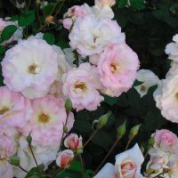 Clusters of white and pink roses bloom amidst dark green foliage. Some buds are partially opened, adding variety to the flower arrangement.