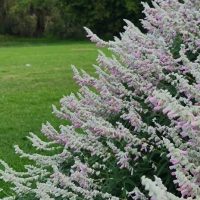 Close-up of lavender plants in a field, with green grass and trees in the background. The lavender blooms are dense and slightly pinkish in color.