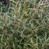 A dense cluster of green shrubs with elongated leaves and small, purple flowers, perfect for forming a Sarcococca 'Sweet Box Hedge'.