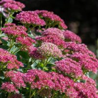 A cluster of vibrant pink Sedum 'Autumn Joy' (Copy) flowers growing outdoors with green foliage and a blurred background.