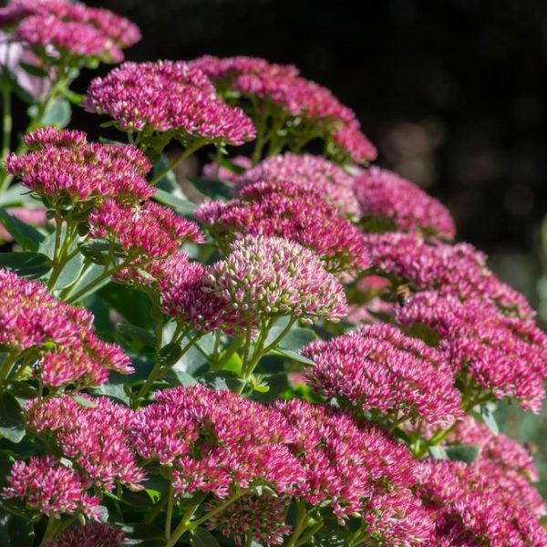 A cluster of vibrant pink Sedum 'Autumn Joy' (Copy) flowers growing outdoors with green foliage and a blurred background.