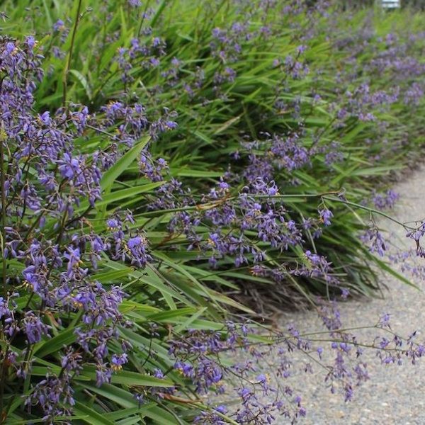 Dense green shrubs with small purple flowers line the edge of a gravel path.
