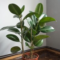 A potted rubber plant with broad, glossy green leaves is positioned in the corner of a room with neutral-colored walls and parquet flooring.