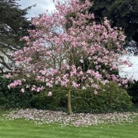 a beautiful pink magnolia feature tree with deciduous foliage and pink autumn winter flowers magnolia soulangeana Galaxy