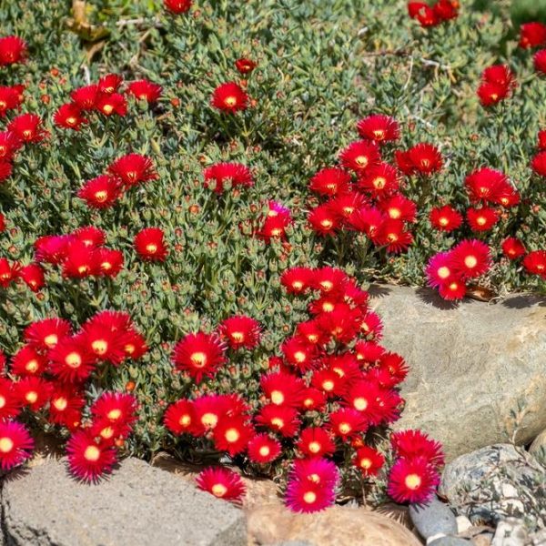 A garden with bright red flowers and green foliage, growing around rocks. Mini Pig Face mesembryanthemum