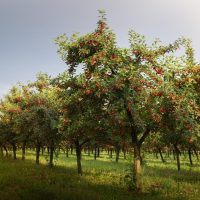A row of apple trees with ripe red apples in a well-maintained orchard under a partly cloudy sky. Green grass covers the ground between the rows of trees.