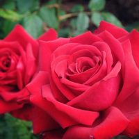Two vibrant red roses in full bloom with deep green foliage in the background.