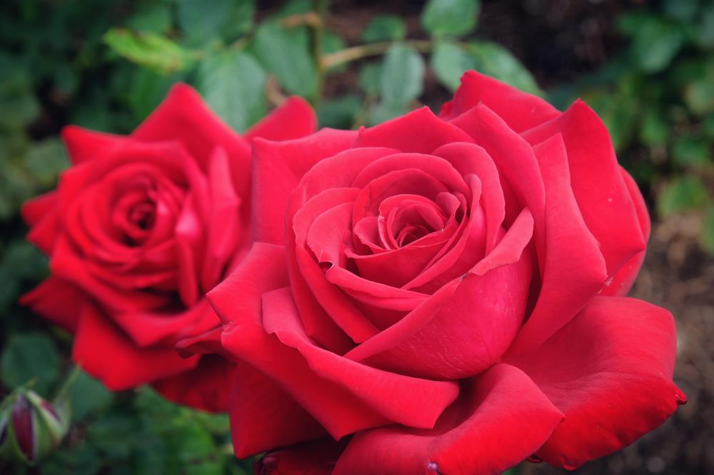 Two vibrant red roses in full bloom with deep green foliage in the background.