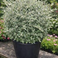 A Corylus 'Crazy Filbert' 24" Pot, with silvery-green foliage in a black plastic pot, sits on a wooden bench among other plants and flowers in the garden.
