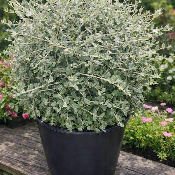 A Corylus 'Crazy Filbert' 24" Pot, with silvery-green foliage in a black plastic pot, sits on a wooden bench among other plants and flowers in the garden.