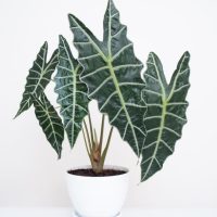 Close-up of an Alocasia plant in a white pot, showcasing its large, dark green leaves with prominent white veins, against a plain background.
