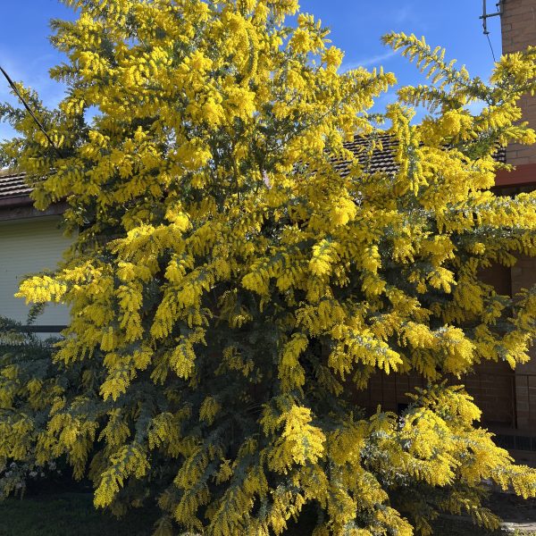A large tree with vibrant yellow flowers in full bloom stands in front of a house, partially shading a grassy lawn under a clear blue sky.