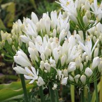 Close-up of white African lily flowers with clusters of buds and blossoms growing on tall green stems amidst green foliage.
