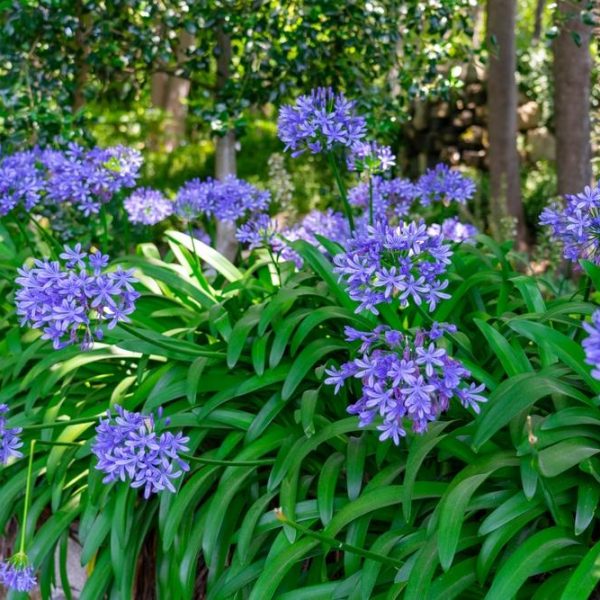 A garden bed of purple Agapanthus flowers in full bloom surrounded by green leaves, set against a backdrop of trees.