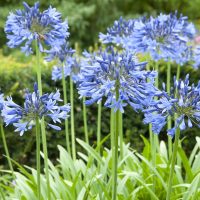 A cluster of tall green-stemmed flowers with spherical clusters of small, purple-blue petals, standing amidst a green leafy garden background.