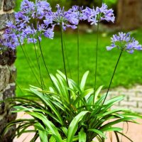 A cluster of purple flowers with long green stems and leaves grows near a stone wall and a brick path, set against a green lawn background.