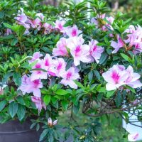 A potted shrub with pink and white flowers blooms among green foliage.