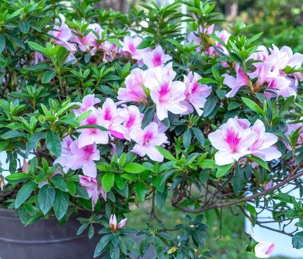 A potted shrub with pink and white flowers blooms among green foliage.