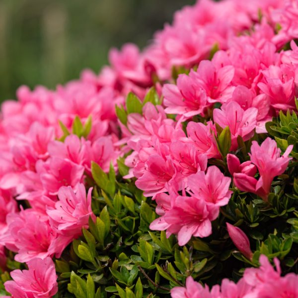 Close-up shot of vibrant pink azalea flowers in full bloom, surrounded by green foliage.