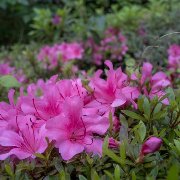 Close-up of vibrant pink azalea flowers surrounded by green foliage.