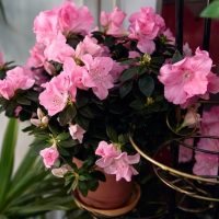 A potted azalea plant with numerous pink flowers is placed among other green foliage.